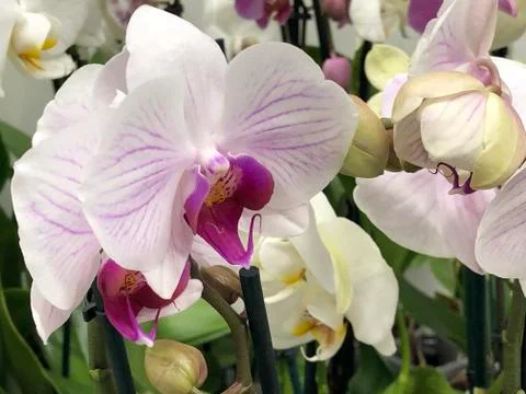Orchids close up. Stock Photos