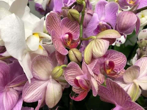 Orchids close up. Foto stock