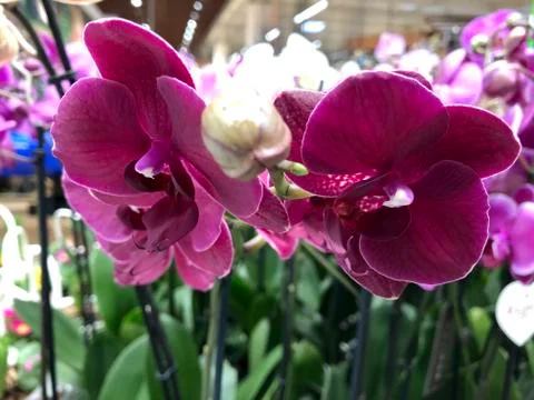 Orchids close up. Stock Photos