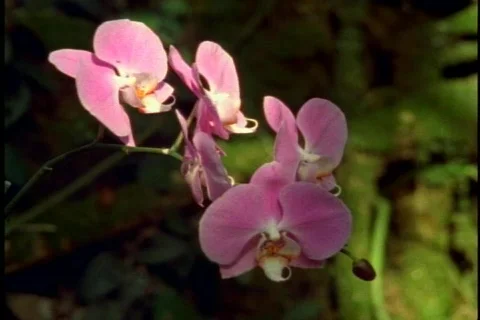 Orchids, close up of two, on the Big Island of Hawaii Видео 868965