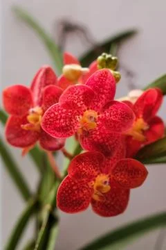 Orchids close up view Stock Photos