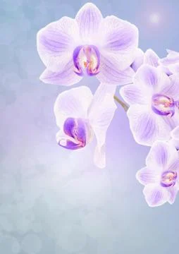 Orchids on a colorful abstract background Stock Illustration