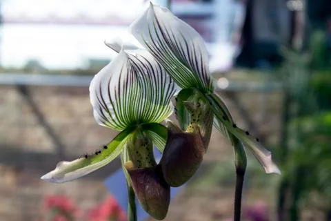 Orchids Couple. Stock Photos