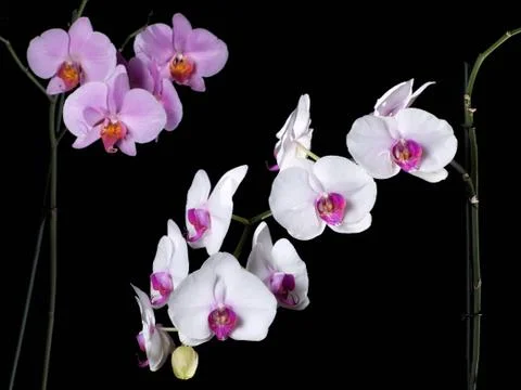 Orchids in the dark Stock Photos