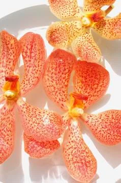 Orchids floating in water Foto stock