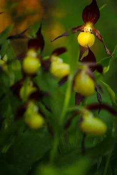 Orchids flower in forest Stock Photos