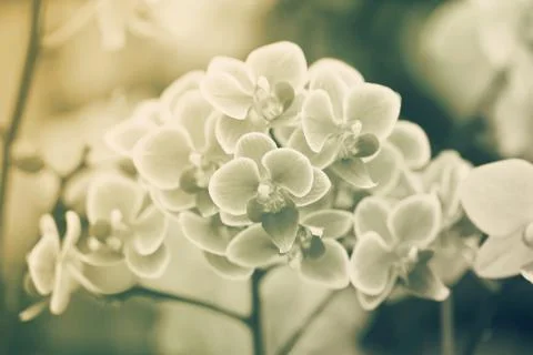Orchids flowers Foto stock
