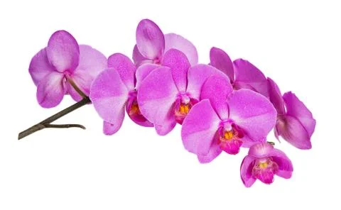 Orchids flowers Stock Photos