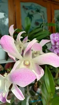 Orchids flowers Stock Photos