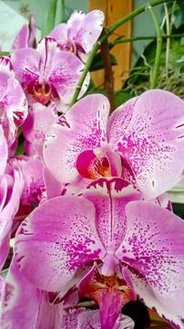 Orchids flowers Foto stock