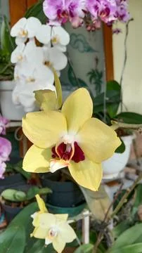 Orchids flowers Stock Photos