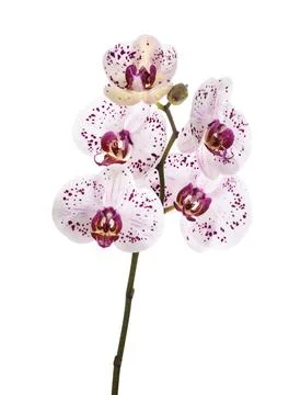 Orchids flowers Stock Photos