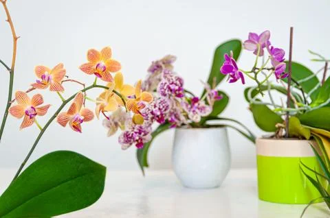 Orchids flowers in pots. Stock Photos