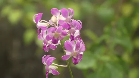 Orchids Stock Footage 150952002