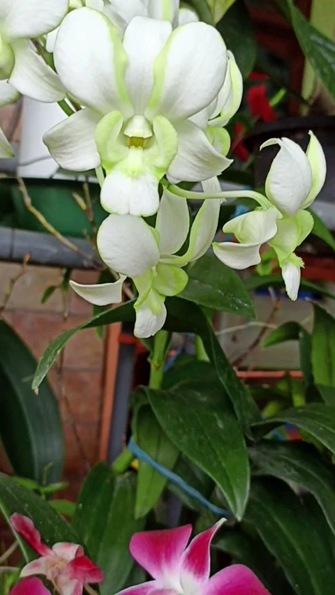 Orchids Stock Footage 228709840