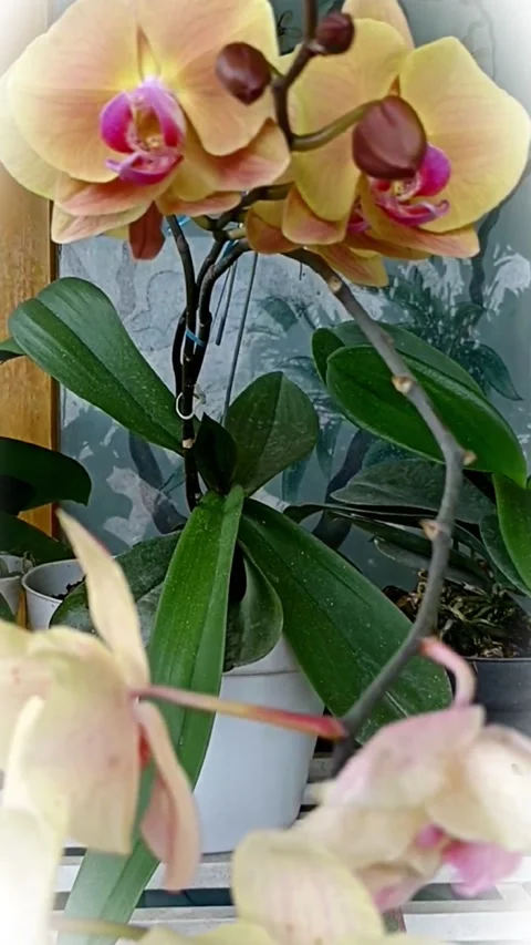 Orchids Stock Footage 228751910