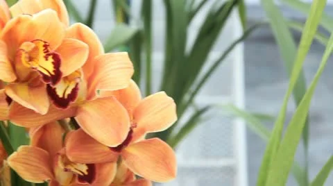 Orchids garden Video stock 10898676