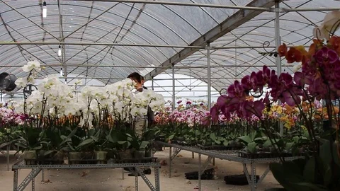 Orchids in the garden Stock Footage 72983690