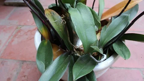 Orchids in the garden Stock Footage 73061612