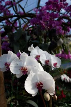 Orchids in garden Foto stock