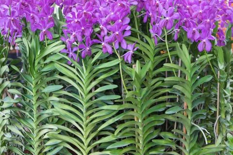 Orchids in the garden . Stock Photos