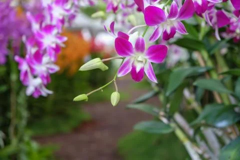 Orchids in the garden . 스톡 사진