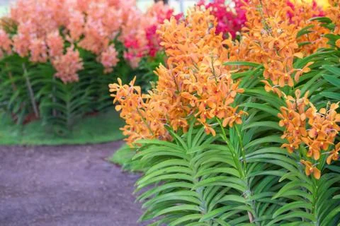 Orchids in the garden . Stock Photos
