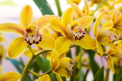 Orchids in a garden Stock Photos