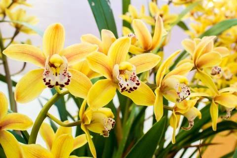 Orchids in a garden Stock Photos