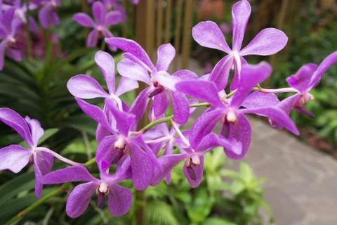 Orchids in the garden Stock Photos