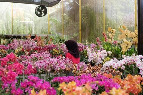 Orchids Garden Foto stock