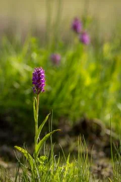 Orchids in grass 库存照片