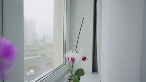 Orchids grow on light windowsill against city outside Stock Footage 240980100
