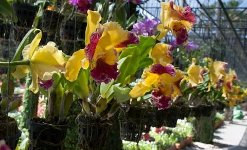 Orchids grow in pot Stock Photos