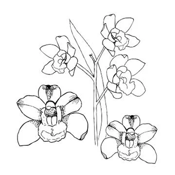 Orchids by hand drawing. Liner vector illustration on white Stock-Illustration