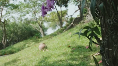Orchids hanging from the tree close-up Stock Footage 73517060