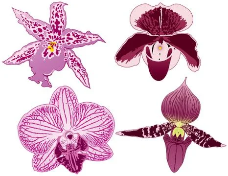 Orchids Stockillustratie