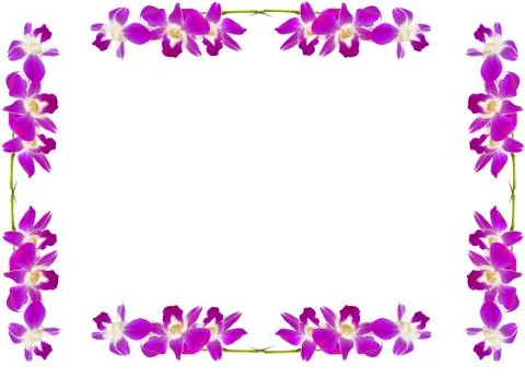 Orchids Stock Illustration