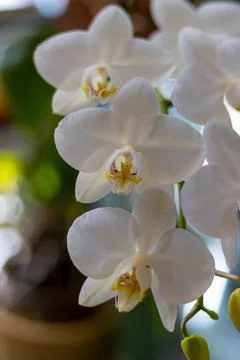 Orchids indoor Stock Photos