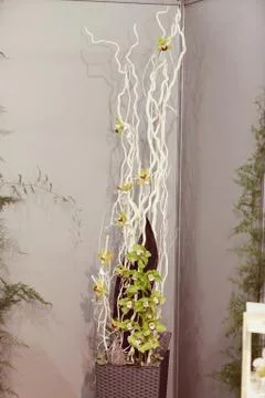 Orchids in interior Stock Photos