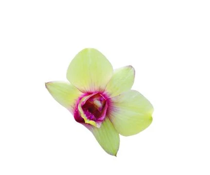 Orchids isolated on white background Foto stock