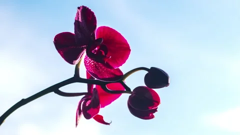 Orchids Lapse - Change of lighting Stock Footage 285743677