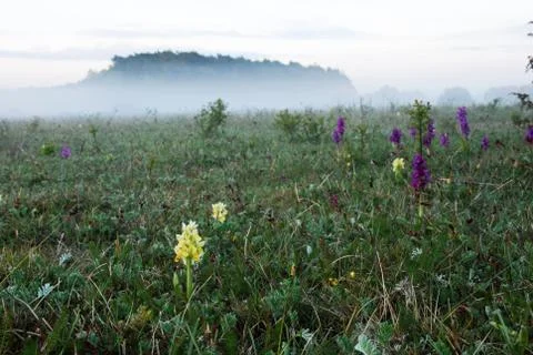 Orchids in misty landscape Stock Photos