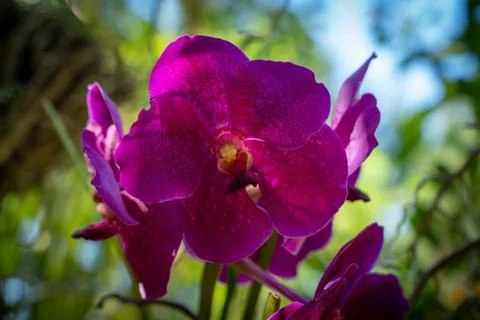 Orchids of natural and organic cultivation in a home garden Stock Photos