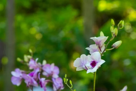 Orchids with nature background Stock Photos
