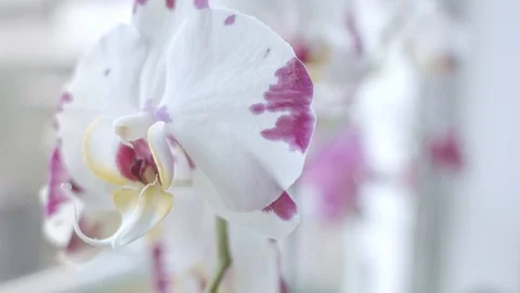 Orchids near window Stock Footage 120665841
