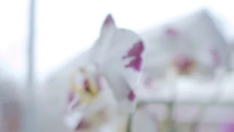 Orchids near window Stock Footage 120665850