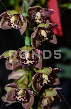 Orchids Orchidaceae Stock Photos