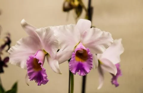 Orchids Orchidaceae Stock Photos