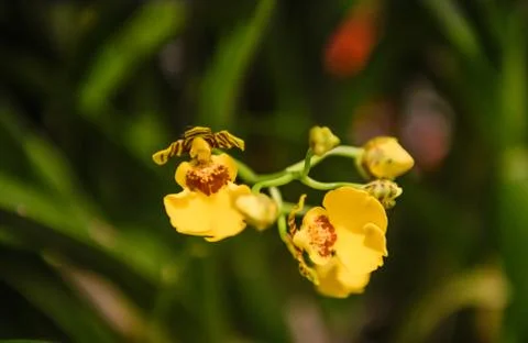Orchids Orchidaceae Stock Photos